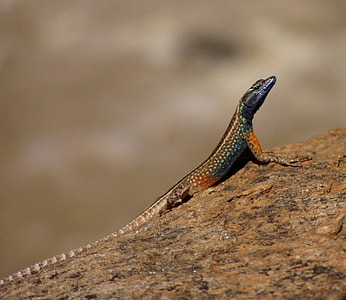 multicolored lizard on wood trunk thumbnail