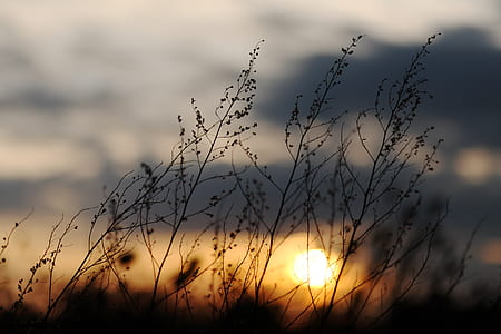 silhouette of plants thumbnail