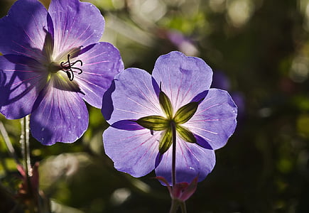 closeup photo of purple petaled flowers at daytime thumbnail