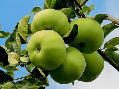 round green fruit thumbnail