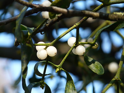 selective focus photography of white berries thumbnail