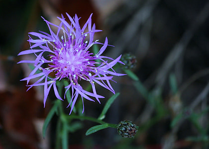 selective focus photography of purple cornflower thumbnail