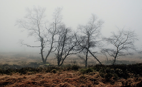 grass field with dead trees during foggy weather thumbnail