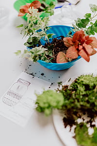 Building Rainforest Terrarium in a Jar thumbnail