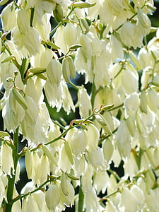 closeup photo of white petaled flowers thumbnail
