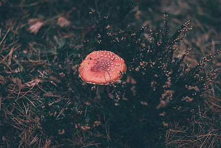 red mushroom on grass thumbnail