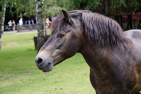 brown and grey horse stands in field near people at daytime thumbnail