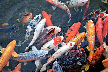 koi fishes on water thumbnail