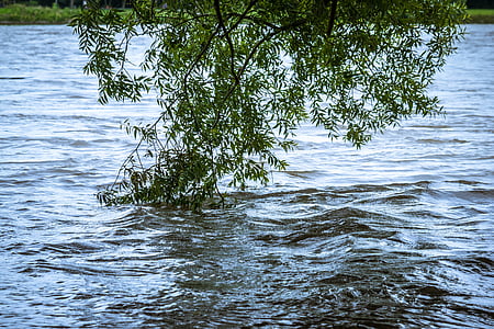 tree on body of water during daytime thumbnail