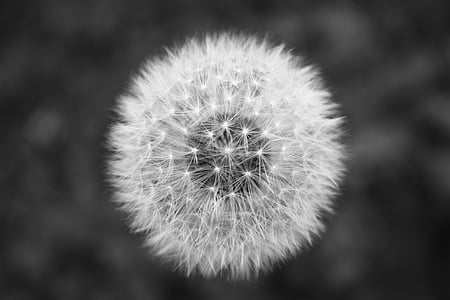 one white dandelion flower thumbnail