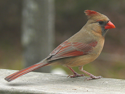 brown and red cardinal bird on wooden surface thumbnail