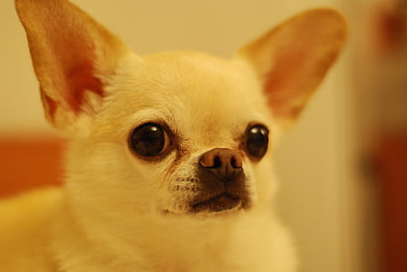 White Short Coat Dog thumbnail