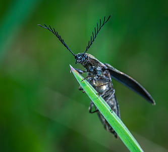 Selective Focus Photography of Black Leaf-horned Beetle Perched on Green Leaf thumbnail
