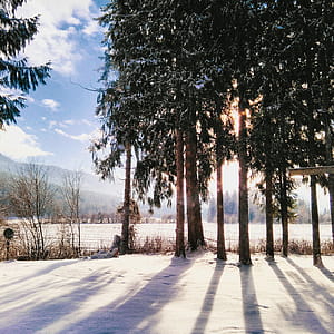 Forest Trees during Sunrise thumbnail