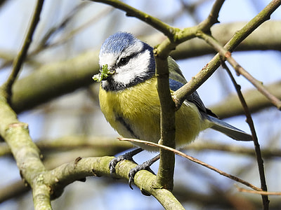 yellow, white, and gray bird perched on brown twig in selective focus photography thumbnail