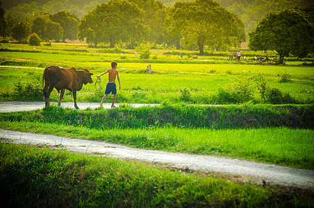 boy holding the leash of cow walking on grass field near thumbnail