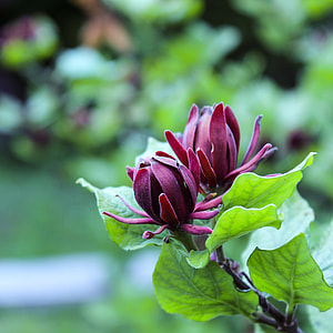 Sweet Shrub, Calycanthus Floridus thumbnail