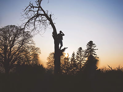silhouette of man at tree thumbnail