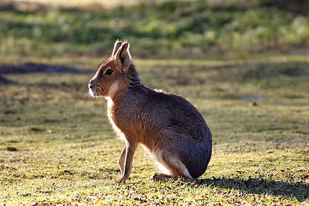 gray hare during daytime thumbnail