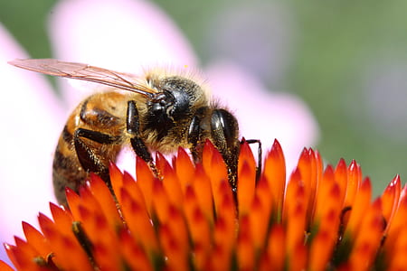 Close-up Photography of Honeybee on Orange Petaled Flower thumbnail