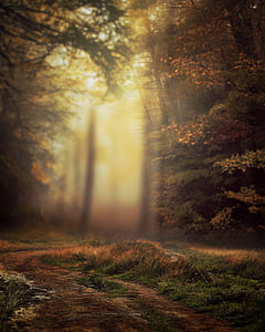 brown leaf trees thumbnail