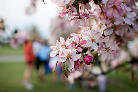 selective focus phorgraphy of white-and-pink flowers in bloom thumbnail