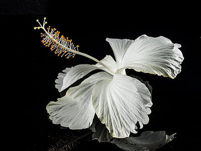 selective focus photography of white hibiscus flower thumbnail