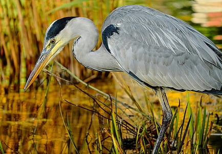 gray and black long-beak bird thumbnail