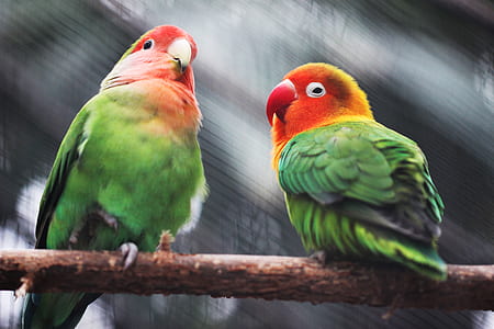 two green parrots hanging on trees thumbnail