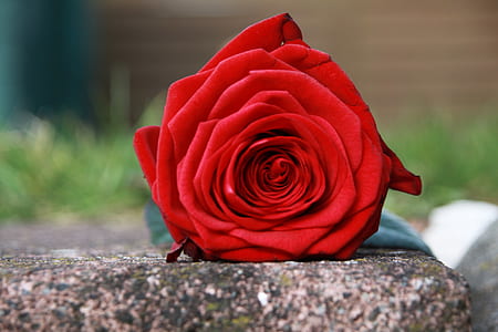 closeup photo of red rose on gray concrete thumbnail