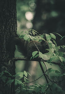 closeup photography of brown squirrel perched on tree thumbnail