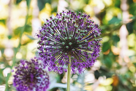 Detail of beautiful flower in summer thumbnail