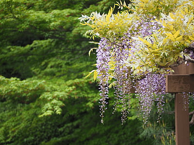 wisteria, wisteria trellis, flowers, japan, nature, tree thumbnail