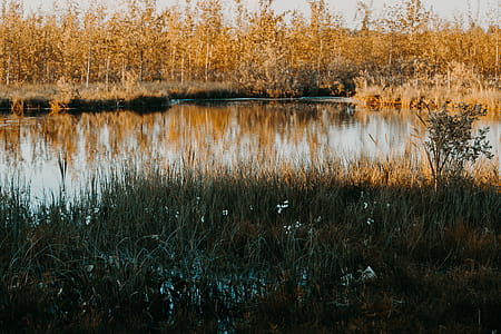 Green Leafed Plant Beside Lake thumbnail