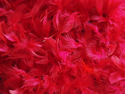close up photography of red petaled flowers thumbnail