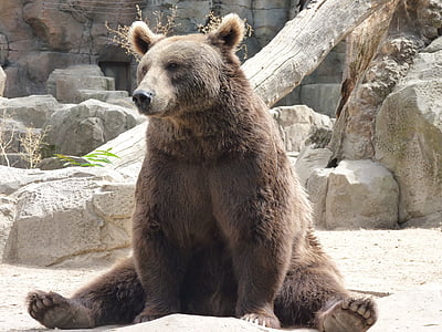brown bear near gray rocks thumbnail