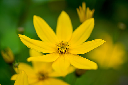 Mädchenauge, Coreopsis Verticillata thumbnail