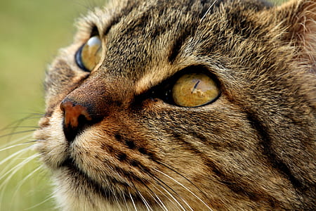 macro photography of tabby cat's head thumbnail