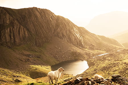sheep standing infront of mountain thumbnail