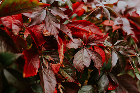 Close-ups of flowers, leaves and fruit on branches thumbnail