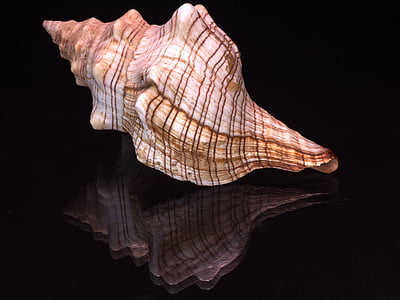 white and brown seashell thumbnail