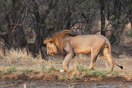 lion walking on grass field thumbnail