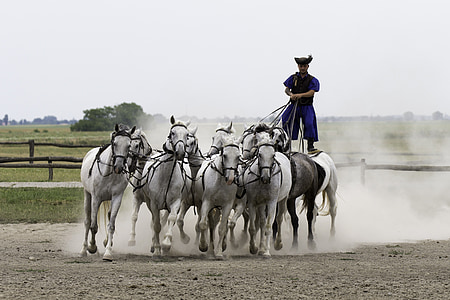 man riding white horses during daytime thumbnail