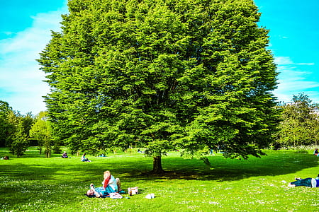 man and woman sitting and lying near tree thumbnail