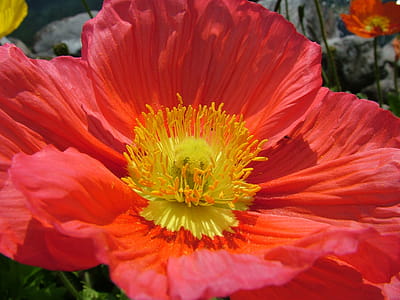 Red Petal Flower in Close Up Photography thumbnail