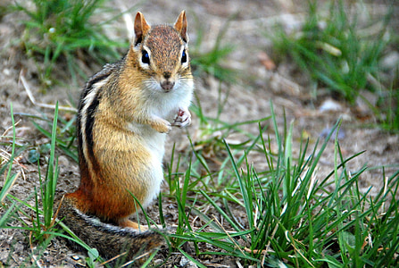 squirrel on ground thumbnail