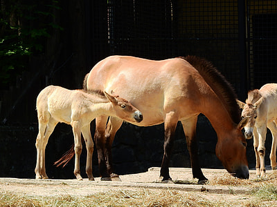 Przewalski'S Horse, Equus Przewalskii thumbnail