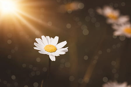 white daisy flower in bokeh photography thumbnail