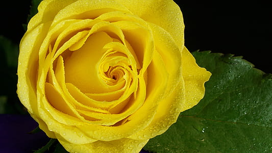 yellow rose thumbnail