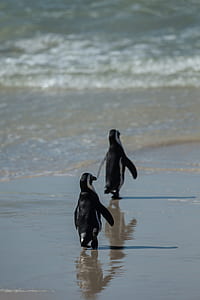 two penguins walking seashore thumbnail